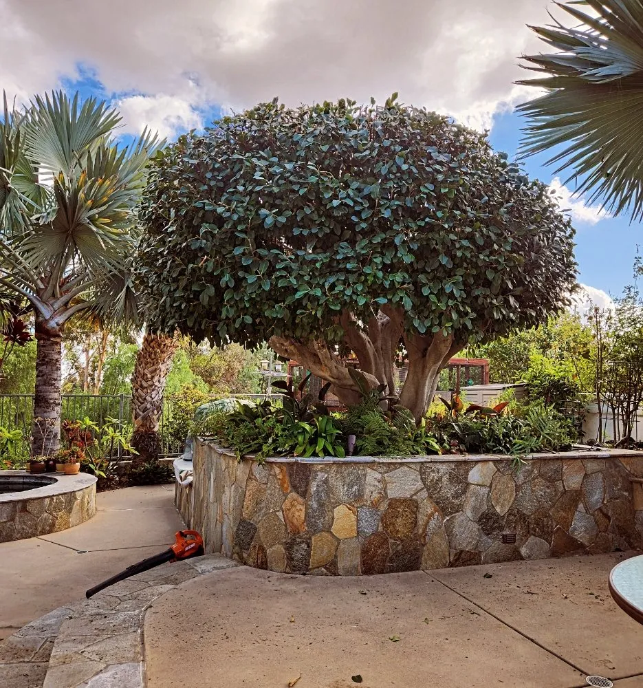 Trusted lawn care service experts serving Vista, CA - F & S Tree Service & Landscaping