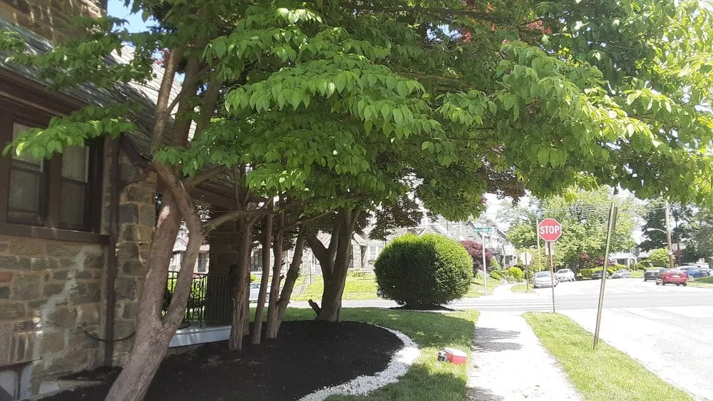 Local yard cleanup service for year-round maintenance in Clifton Heights, PA by F and C Landscaping