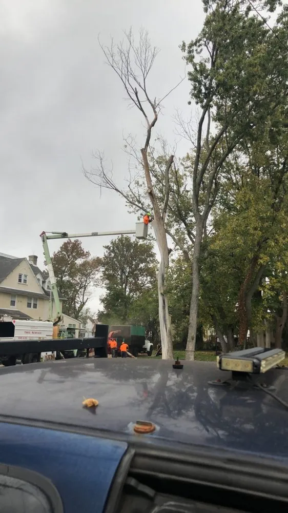 Affordable lawn care service in Clifton Heights, PA by F and C Landscaping