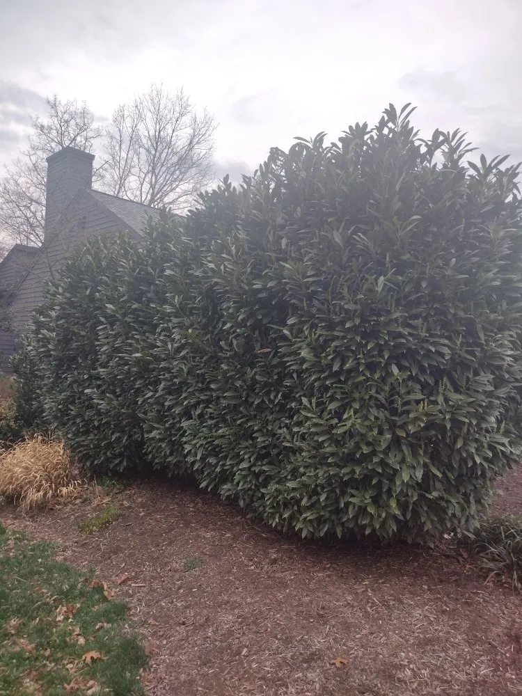 Local landscape installation for residential properties across marshall, VA - F Espinosa Landscaping & Lawn Service