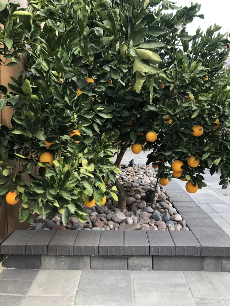 Trusted yard cleanup service in Escondido, CA - F G Landscape Construction