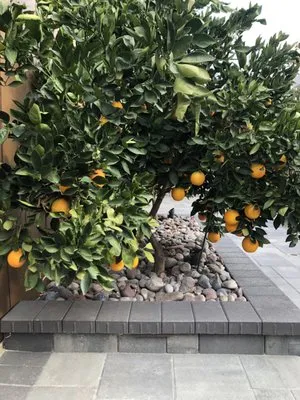 F G Landscape Construction Logo