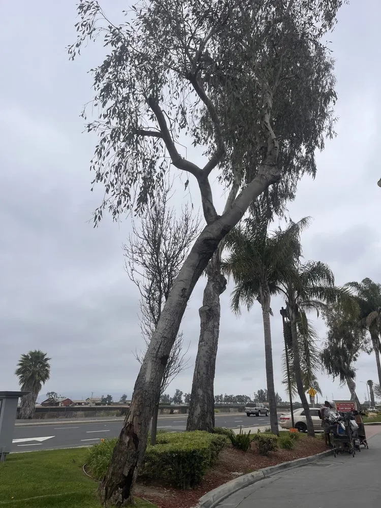 Reliable yard maintenance in Oxnard, CA by F N Landscape