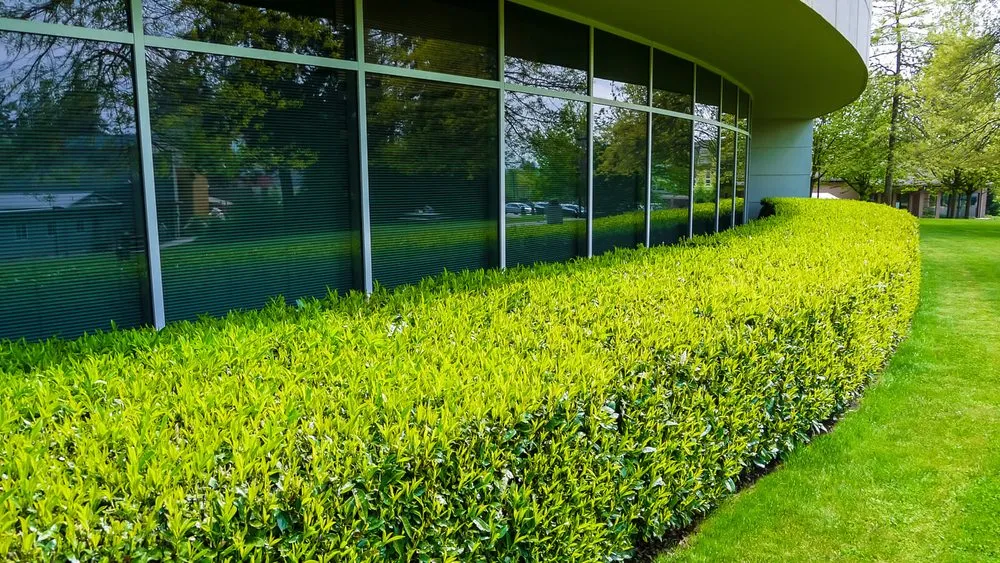 Local yard maintenance near you across Cleveland, TX - Fa General Solutions