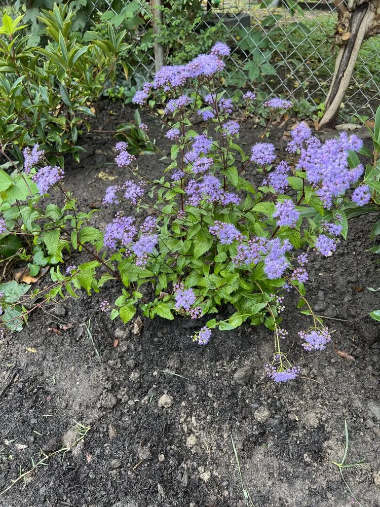 Custom landscape installation for homes in Richmond, VA by F&A Landscaping Services