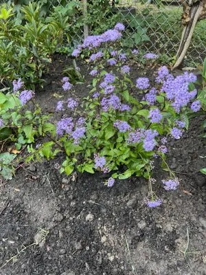 F&A Landscaping Services Logo