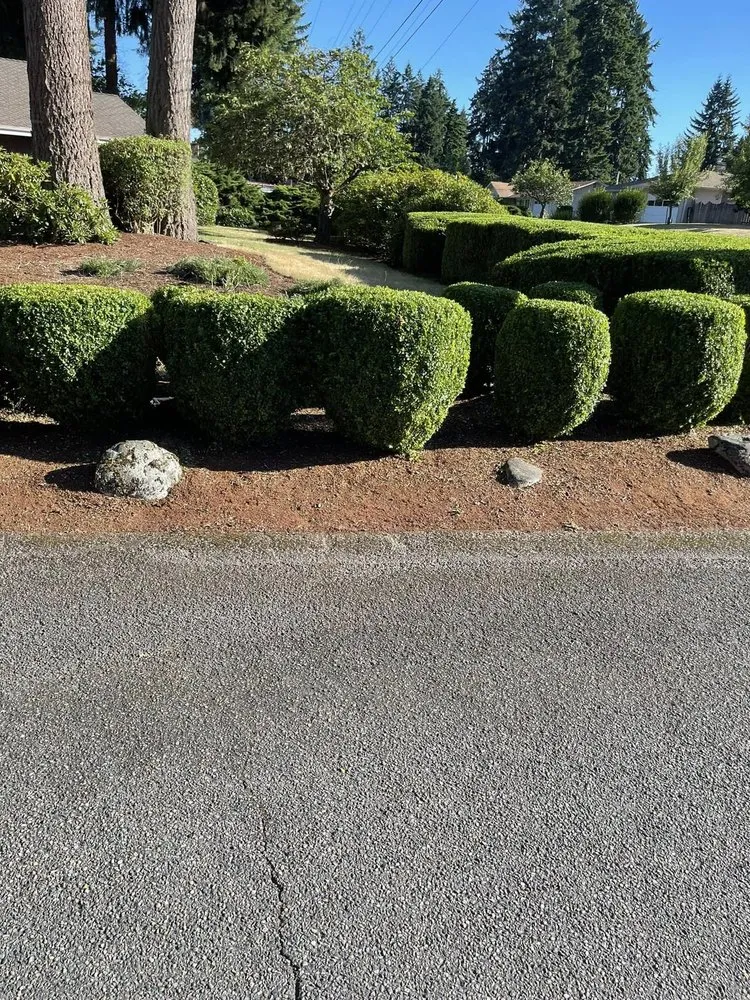 Expert lawn care service for beautiful yards in Olympia, WA by Fabian Ramirez Landscaping