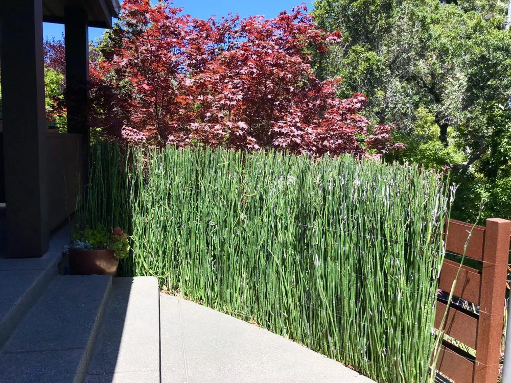 Top-rated landscaping services for residential properties in San Rafael, CA by Fabian's Gardening