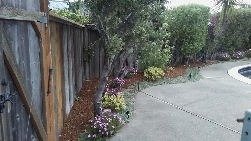 Affordable yard cleanup service in San Rafael, CA - Fabian's Gardening