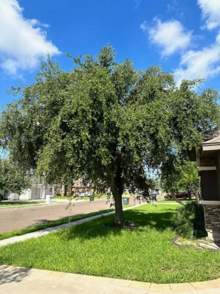 Reliable residential landscaping for beautiful yards across Mission, TX - Fabian's Lawn Care And Home Repairs
