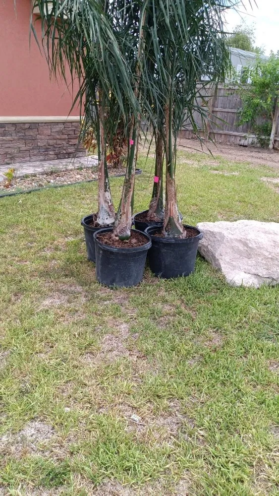 Expert yard cleanup service in Mission, TX by Fabian's Lawn Care And Home Repairs