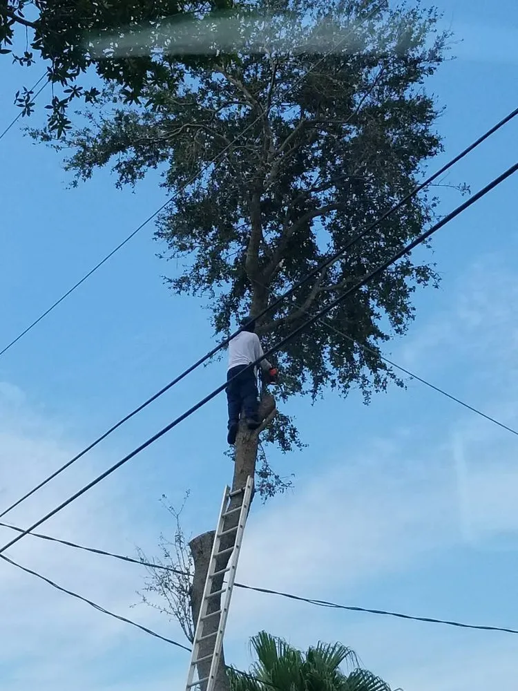 Professional yard cleanup service in Fort Lauderdale, FL - Facen Landscaping Lawn & Trash Hauling Service