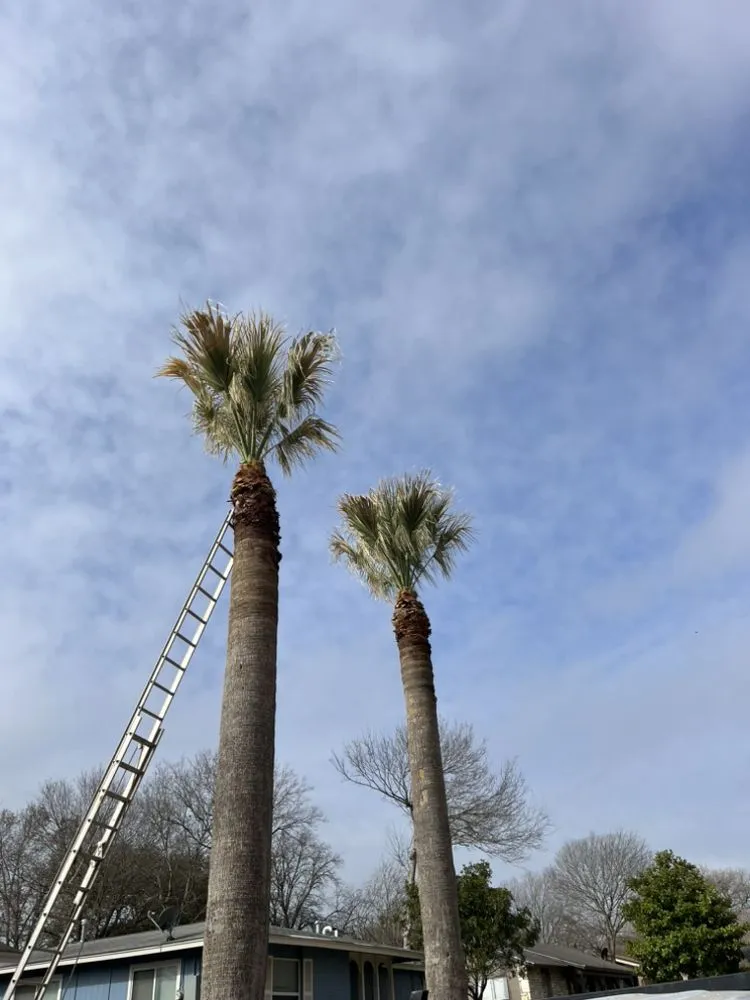 Top-rated yard cleanup service with custom design in Schertz, TX by Facility Operation and Maintenance