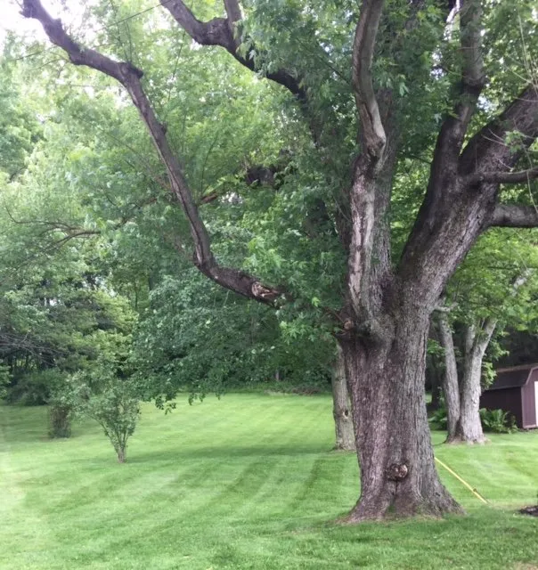 Trusted landscaping services in Lexington, OH - Fackelman Lawn care