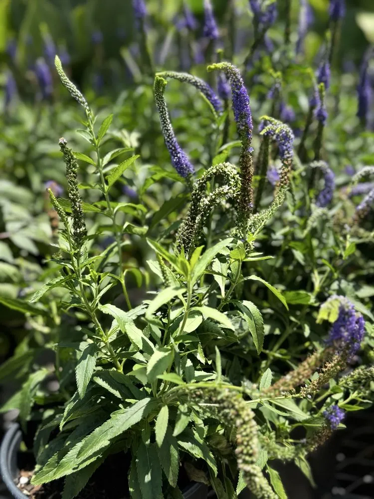 Trusted lawn care service with custom design in Orlando, FL by Fagan Landscaping