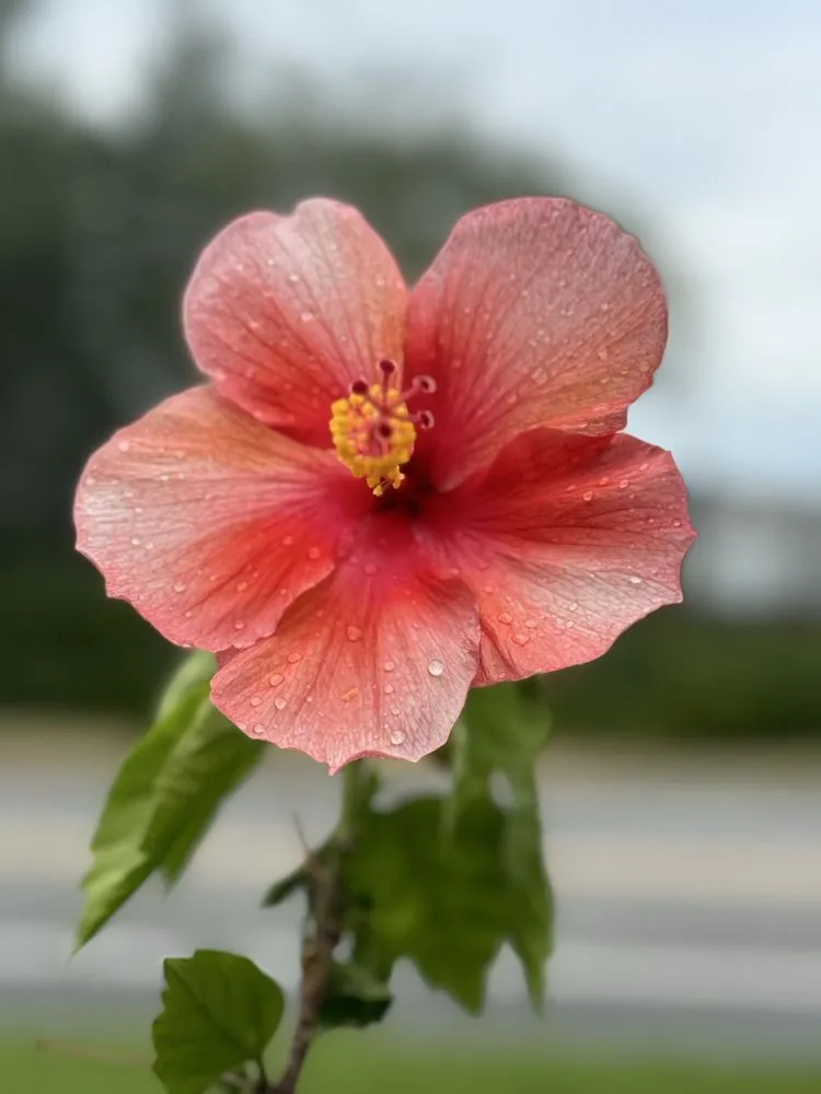 Top-rated garden landscaping in Orlando, FL - Fagan Landscaping