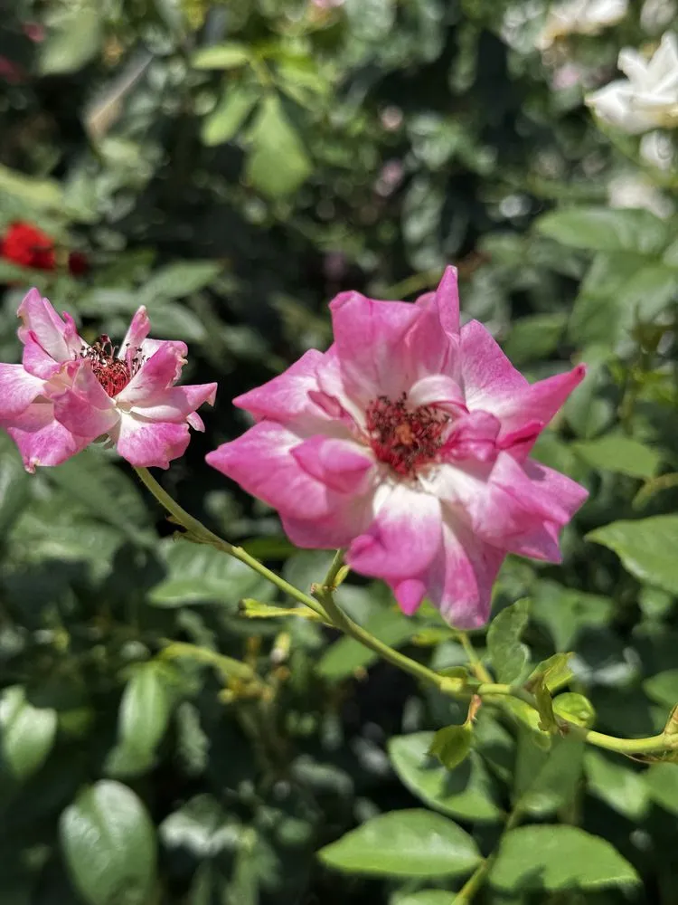 Custom landscaping services in Orlando, FL - Fagan Landscaping