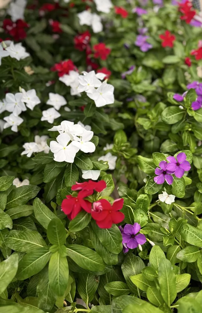 Reliable lawn care service for outdoor upgrades across Orlando, FL - Fagan Landscaping