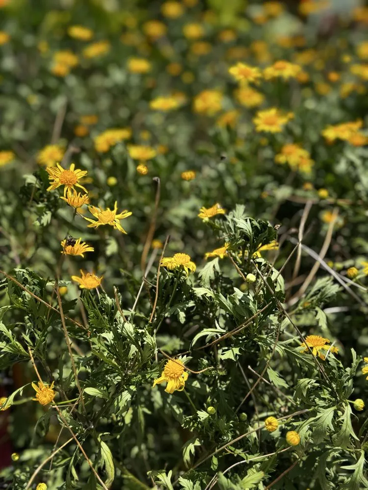 Custom outdoor landscaping in Orlando, FL - Fagan Landscaping