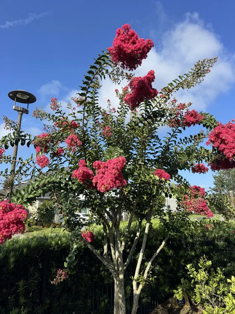 Professional lawn care service for year-round maintenance in Orlando, FL by Fagan Landscaping