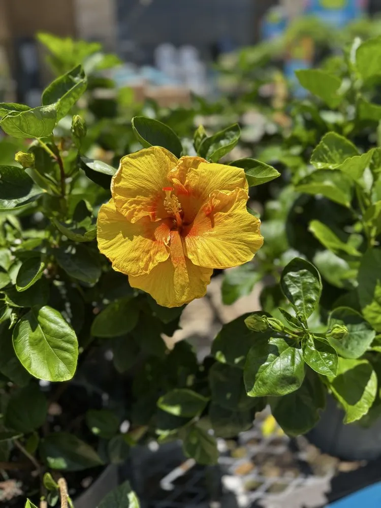 Affordable garden landscaping for beautiful yards across Orlando, FL - Fagan Landscaping