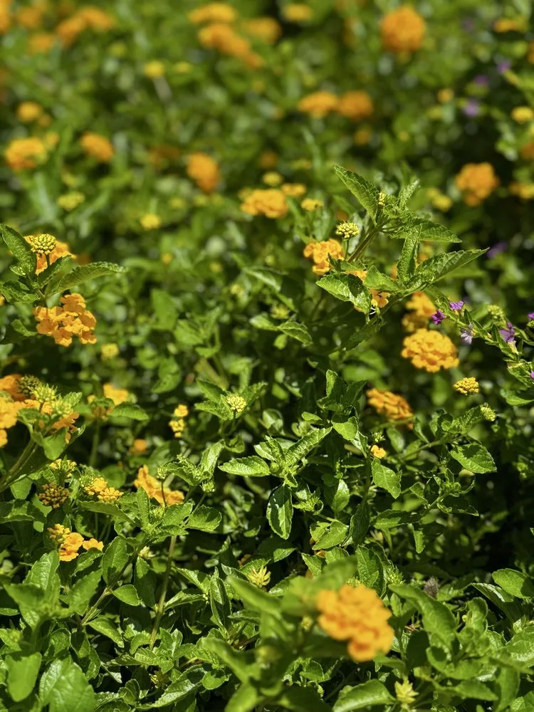 Reliable landscaping services experts serving Orlando, FL - Fagan Landscaping