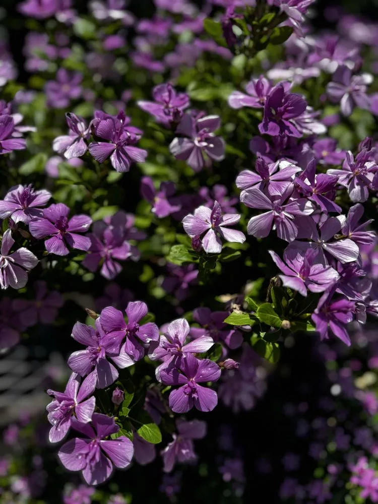 Top-rated garden landscaping for residential properties across Orlando, FL - Fagan Landscaping