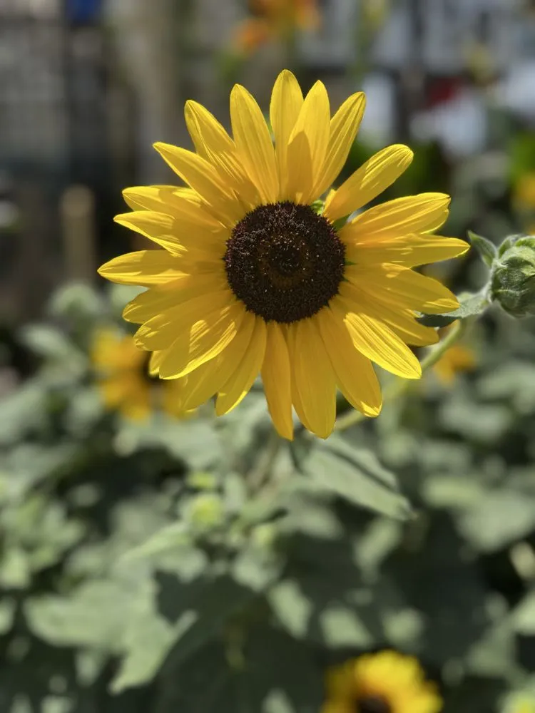 Expert yard maintenance experts serving Orlando, FL - Fagan Landscaping