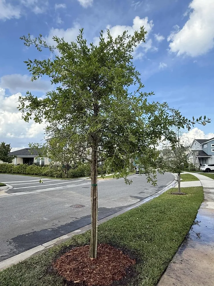 Professional landscape installation with custom design across Orlando, FL - Fagan Landscaping