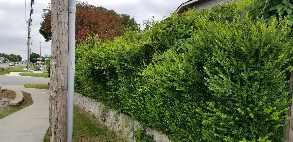 Professional yard cleanup service in Muskogee, OK - Fair Lawn Care Solutions