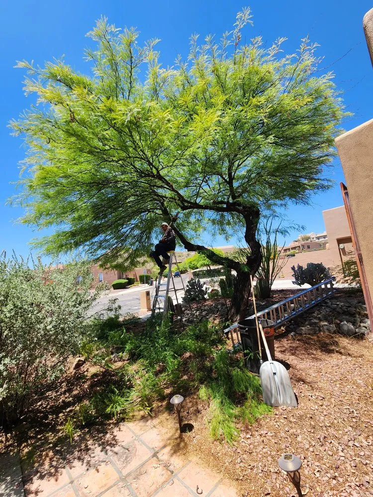 Trusted outdoor landscaping for beautiful yards across Tucson, AZ - Fair Price Landscaping