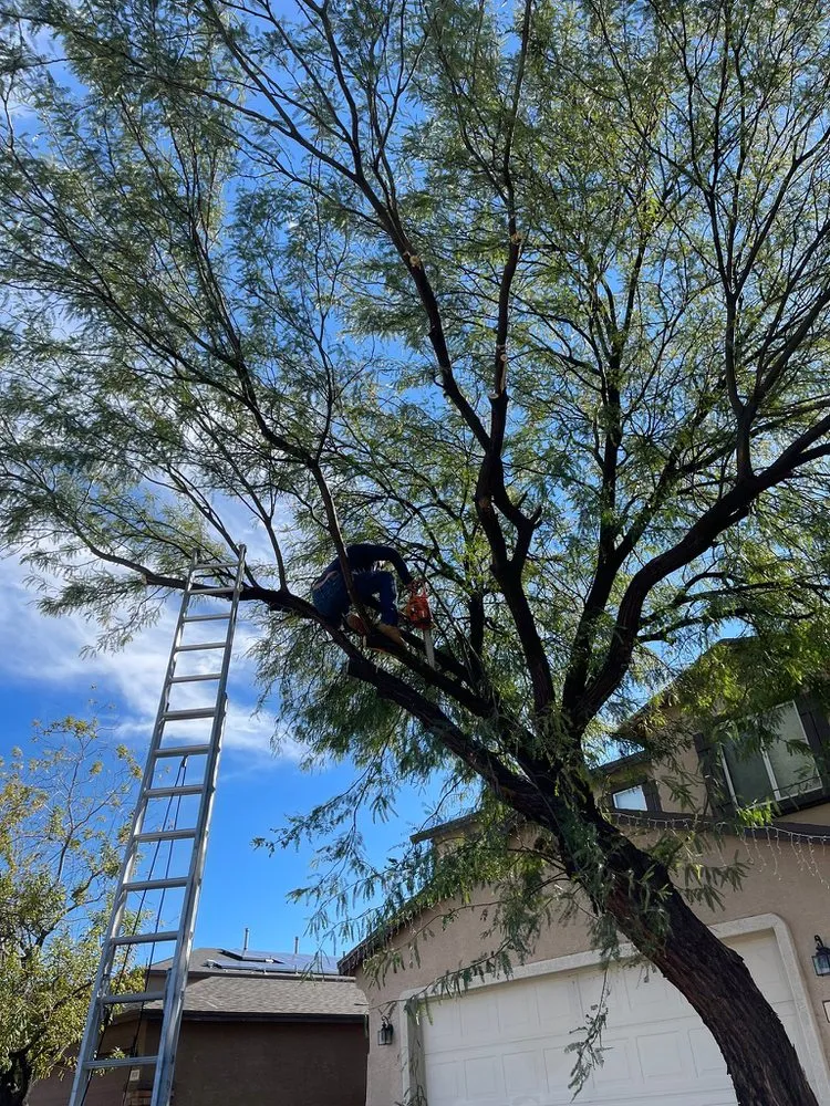 Professional lawn mowing service with custom design across Tucson, AZ - Fair Price Landscaping