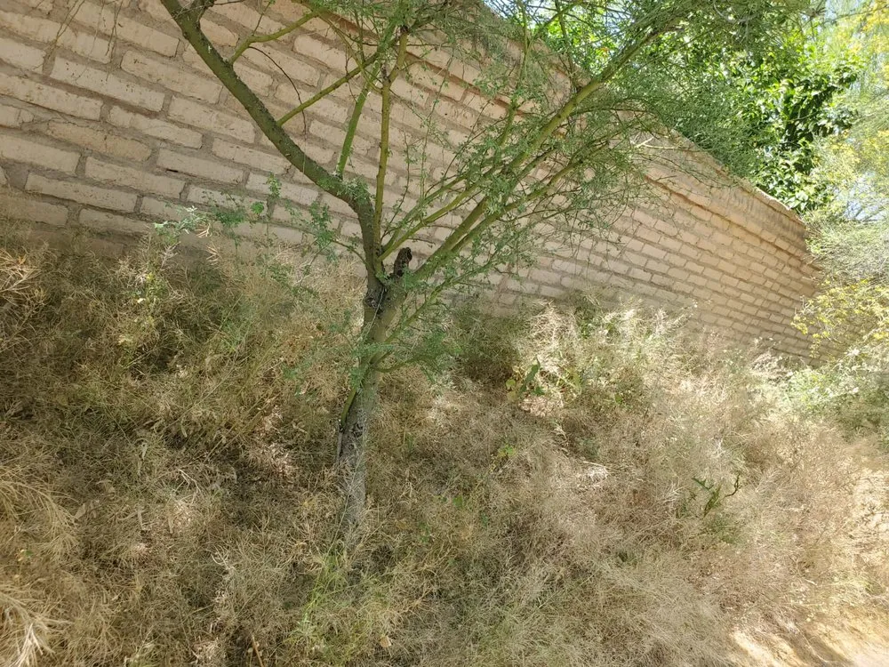 Affordable lawn mowing service for year-round maintenance in Tucson, AZ by Fair Price Landscaping