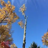 Custom landscape design for outdoor upgrades across Princeton, NJ - Fair Tree & Landscaping Services