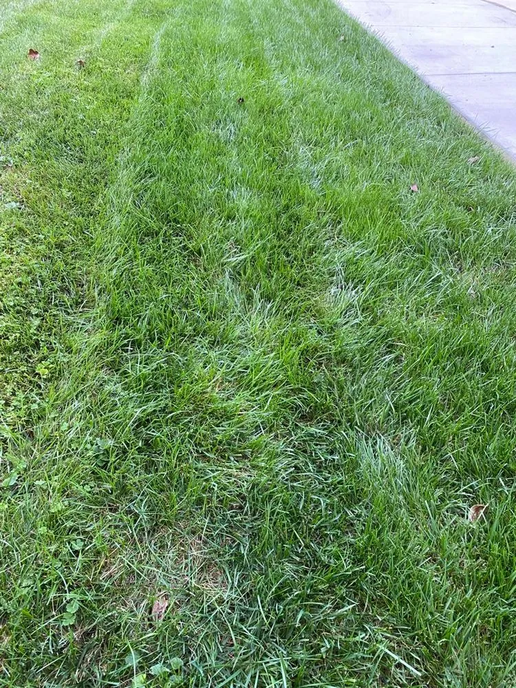 Top-rated landscaping services for homes across Fairfax, VA - Fairfax Landscape & Gardening