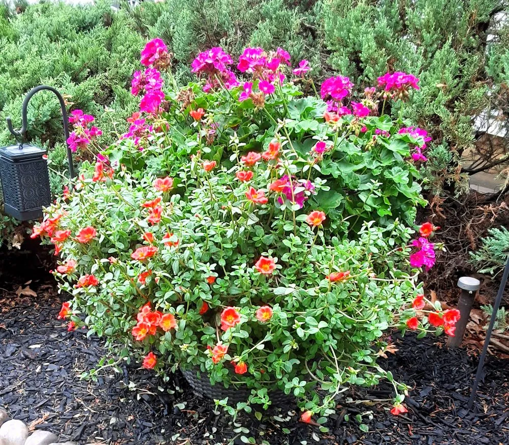 Top-rated residential landscaping for residential properties in Fairless Hills, PA by Fairless Hills Garden Center