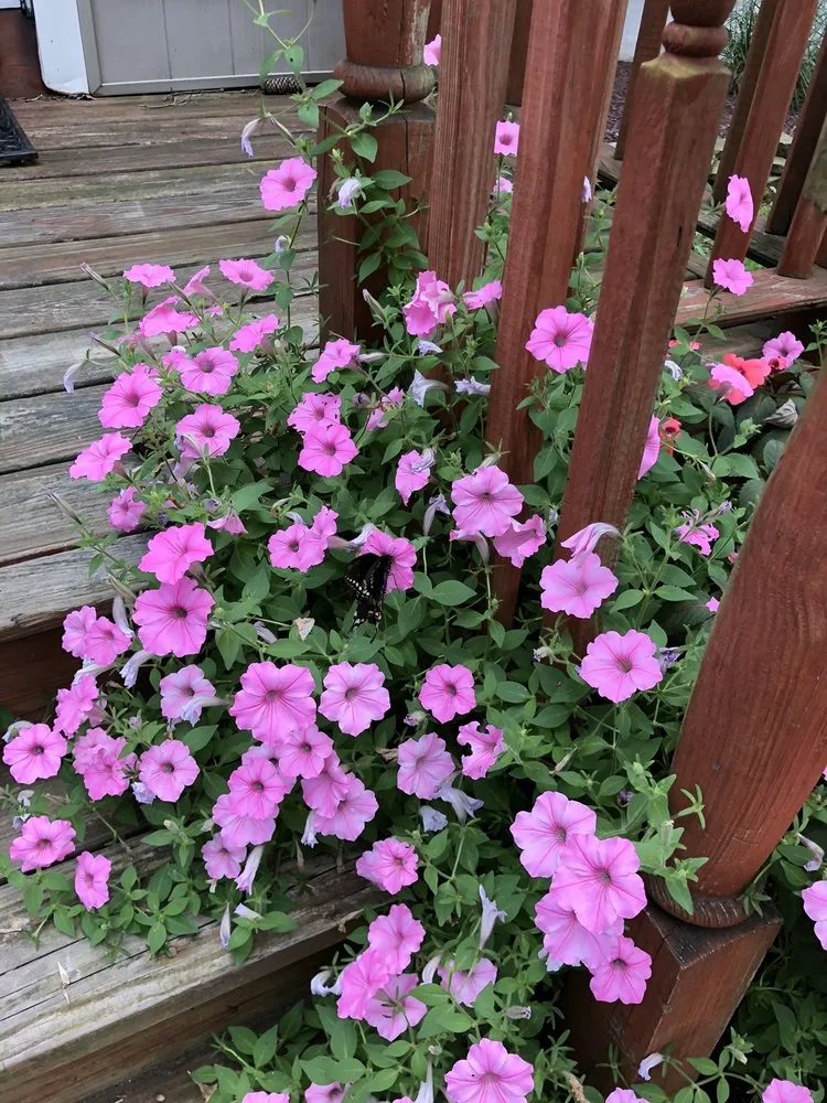 Trusted lawn mowing service in Fairless Hills, PA by Fairless Hills Garden Center