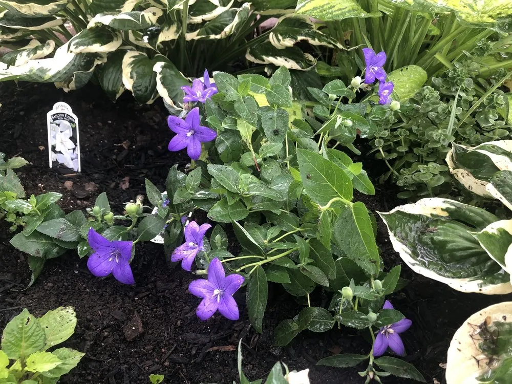 Custom lawn mowing service in Fairless Hills, PA - Fairless Hills Garden Center