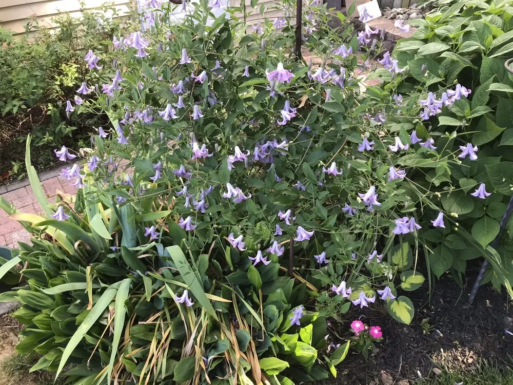 Affordable lawn mowing service with custom design across Fairless Hills, PA - Fairless Hills Garden Center