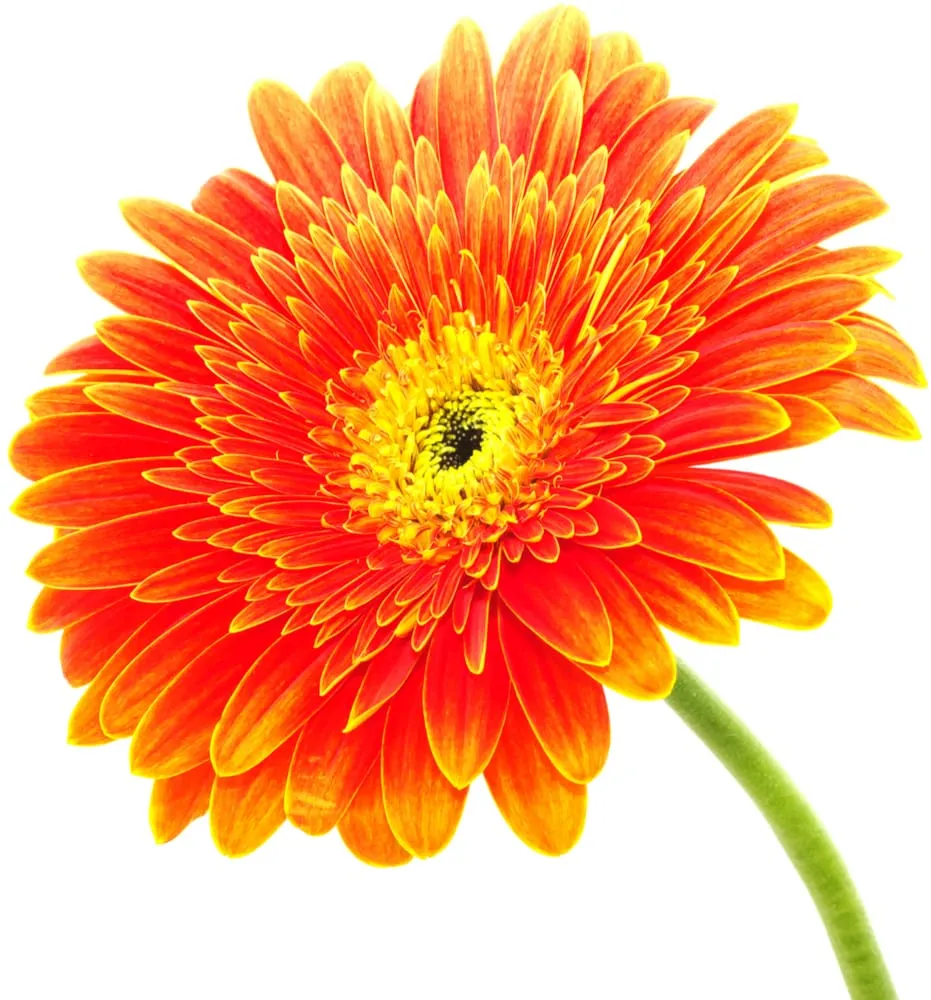 Custom lawn care service in Fairless Hills, PA by Fairless Hills Garden Center