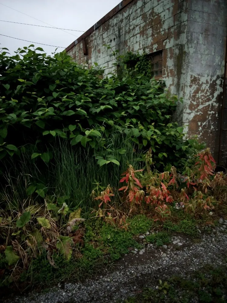 Top-rated lawn mowing service in New Brighton, PA - Fair’s lawncare