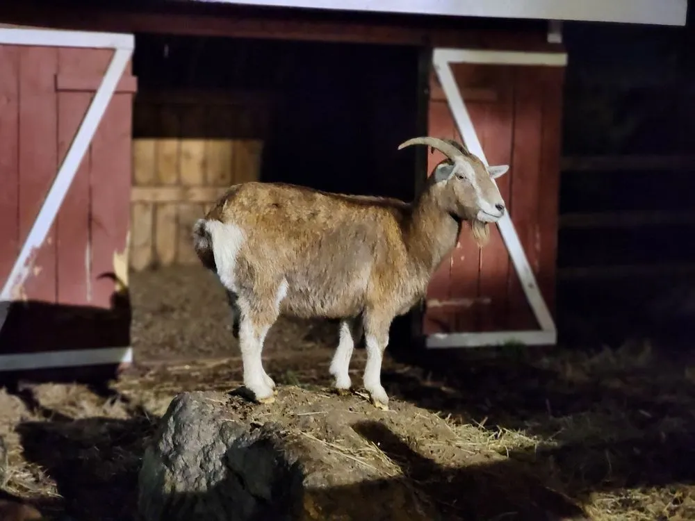 Custom lawn care service for beautiful yards in Shelton, CT by Fairview Tree Farm