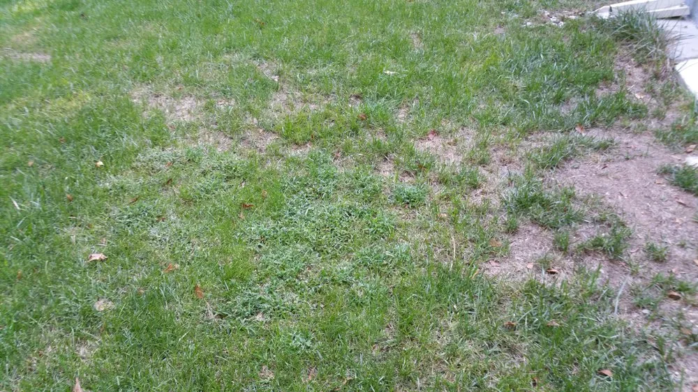 Local lawn mowing service in Raleigh, NC - Fairway Green