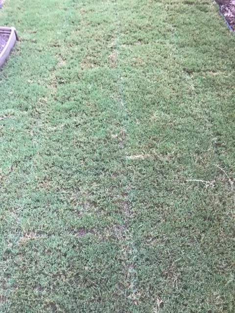 Custom lawn mowing service in Raleigh, NC - Fairway Green