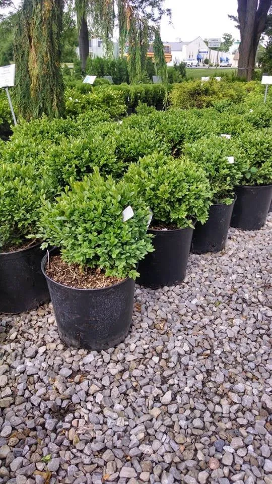 Custom lawn mowing service in Rochester Hills, MI - Fairway Landscape Service