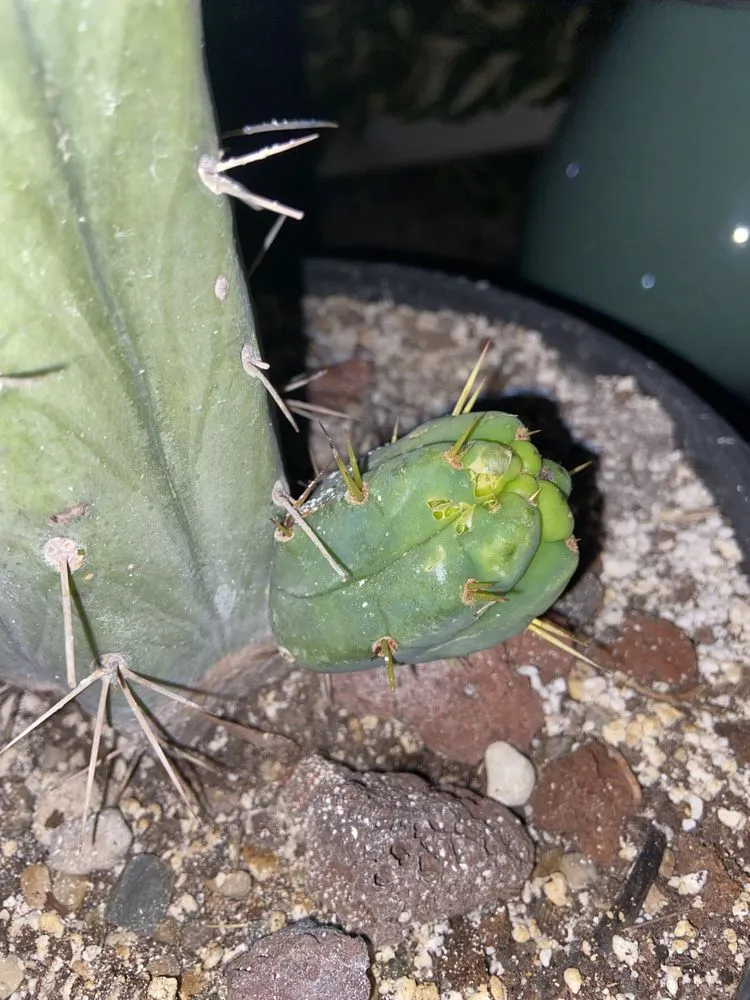 Professional yard cleanup service in Monroe, MI by Fairway Lawn & Landscape