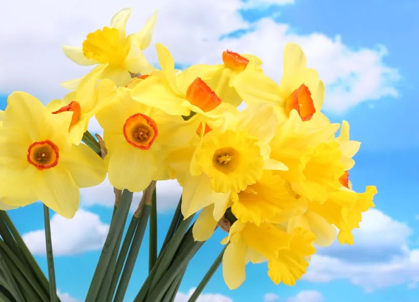 Professional landscape installation for homes in Wildwood, MO by Fairway Lawn and Landscaping