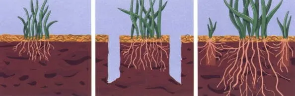 Trusted garden landscaping experts serving Los Altos, CA - Fairway Lawn Service