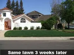 Affordable outdoor landscaping in Los Altos, CA - Fairway Lawn Service