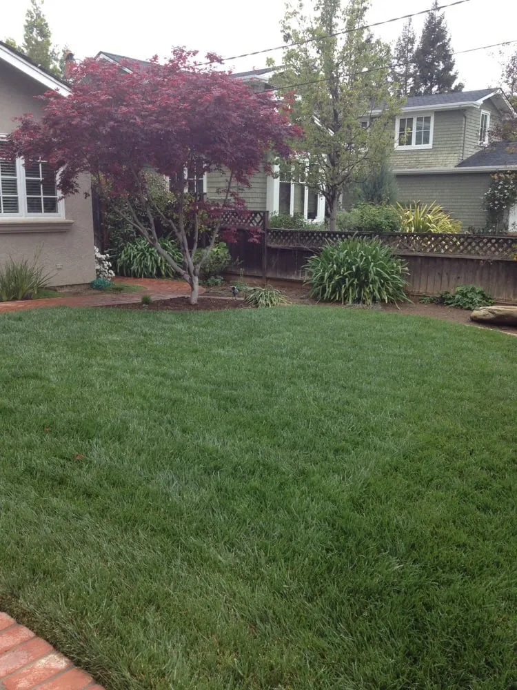 Professional yard cleanup service in Los Altos, CA - Fairway Lawn Service
